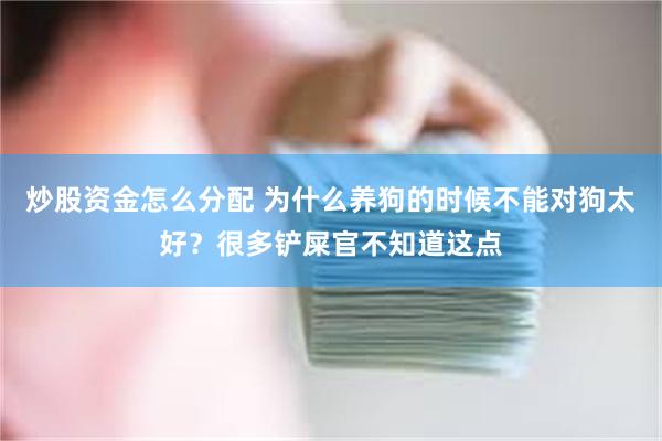 炒股资金怎么分配 为什么养狗的时候不能对狗太好？很多铲屎官不知道这点